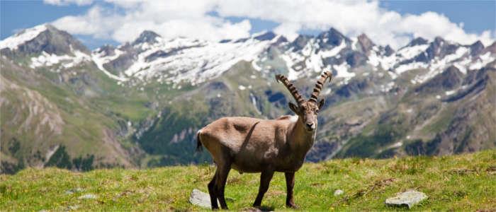 вершины Альп в Валле д'Аоста